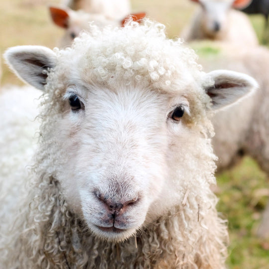 A happy Victoria Hill lamb