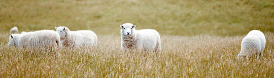 Victoria Hill Sheep